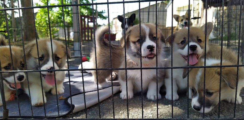 chiot Welsh Corgi Pembroke Des Boroillots