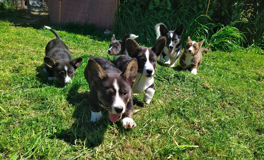 chiot Welsh Corgi Cardigan Des Boroillots