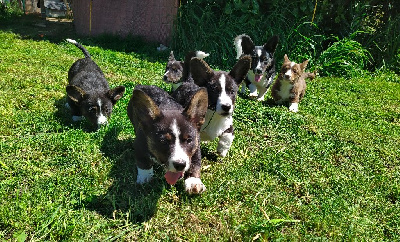 Des Boroillots - Welsh Corgi Cardigan - Portée née le 03/02/2024