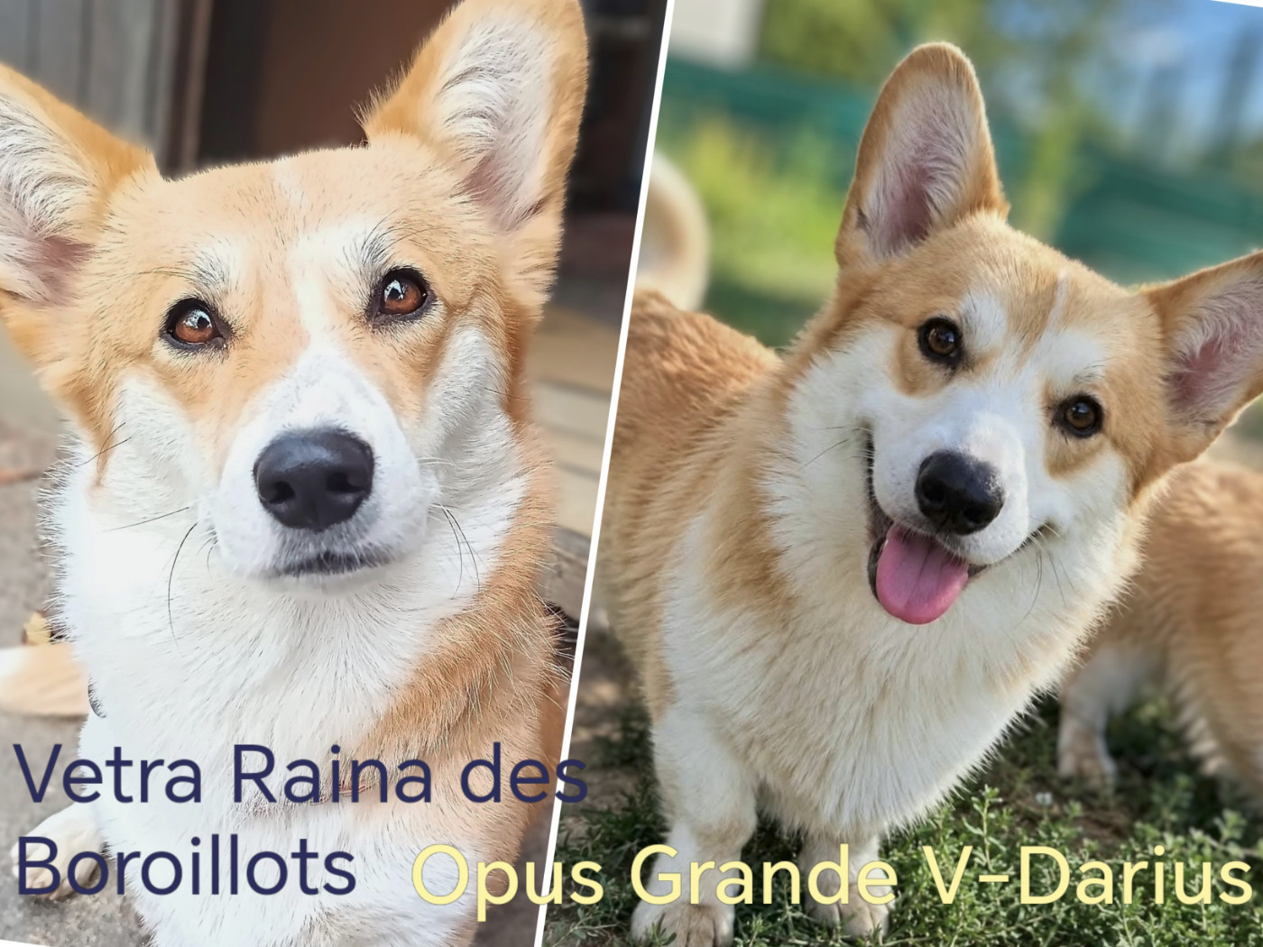 Des bébés s'annoncent pour mi novembre...