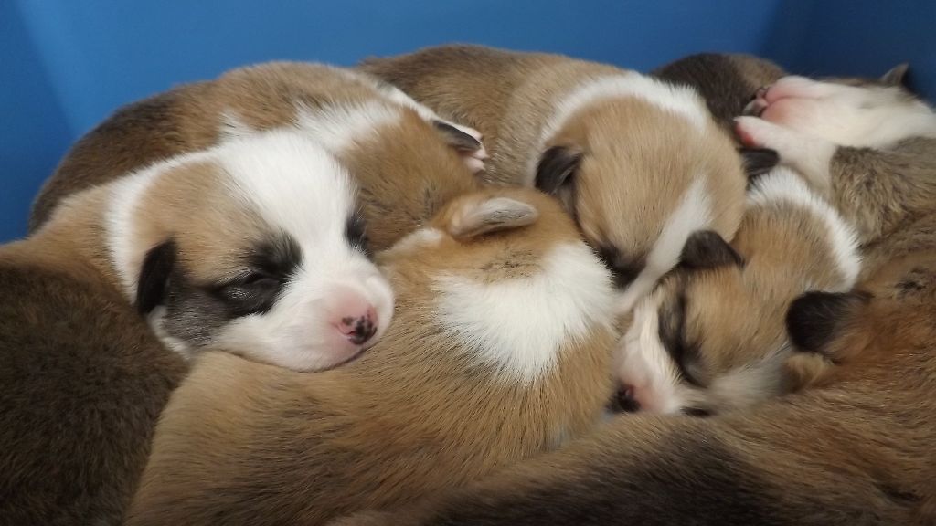 Des Boroillots - Welsh Corgi Pembroke - Portée née le 05/02/2019