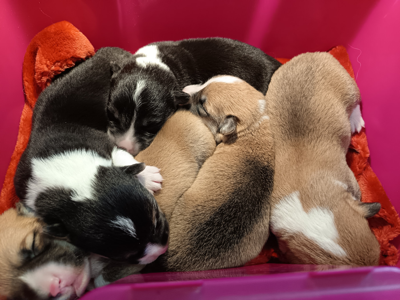 Des Boroillots - Welsh Corgi Pembroke - Portée née le 24/10/2025