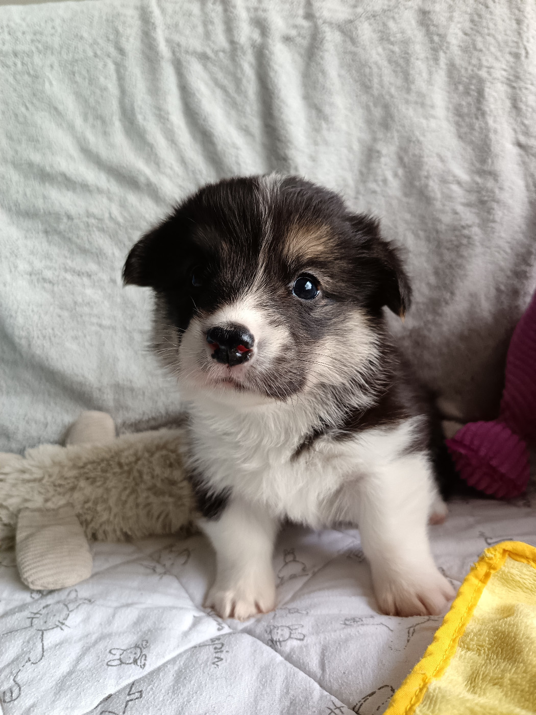 Des Boroillots - Chiots disponibles - Welsh Corgi Pembroke