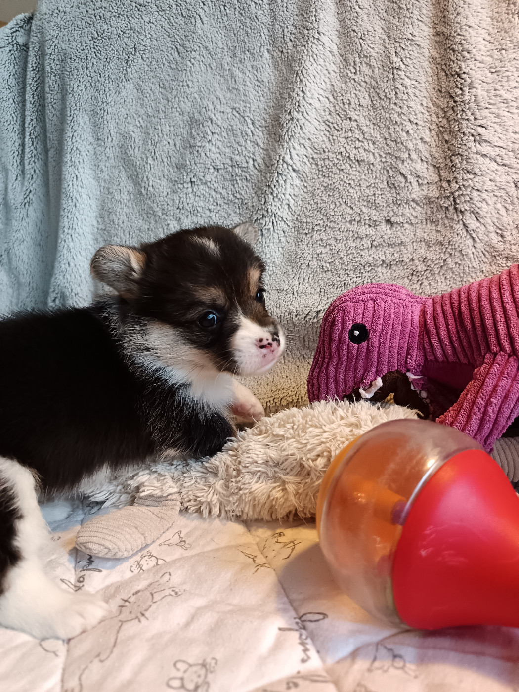 Des Boroillots - Chiots disponibles - Welsh Corgi Pembroke