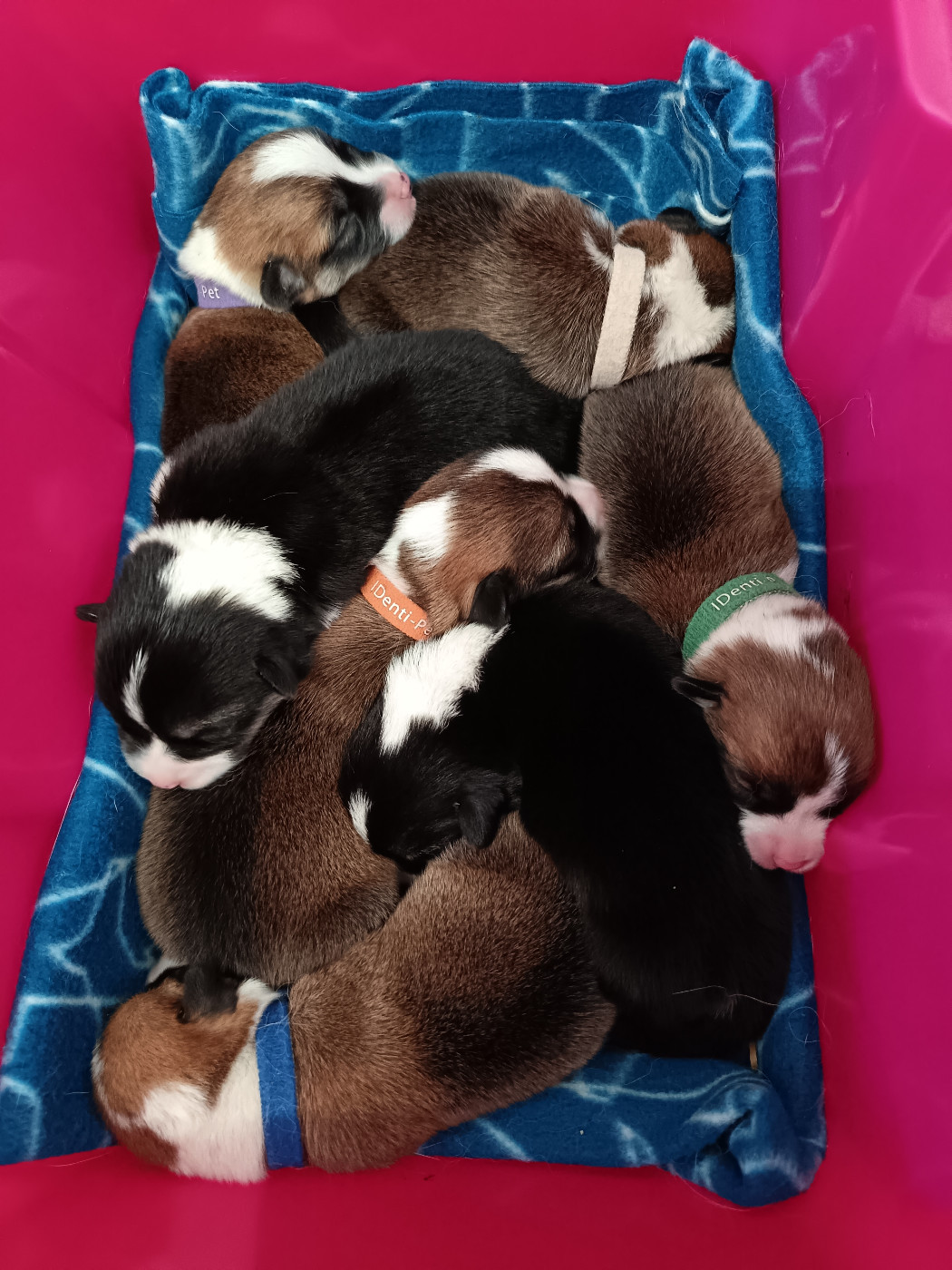 Des Boroillots - Chiots disponibles - Welsh Corgi Pembroke