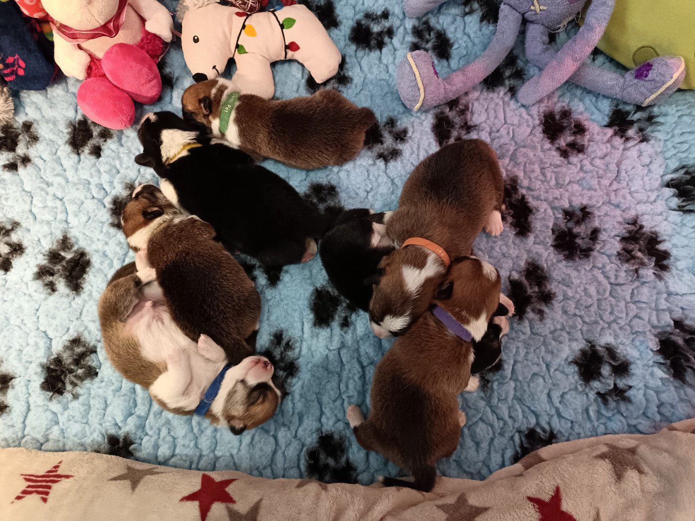 Des Boroillots - Chiots disponibles - Welsh Corgi Pembroke