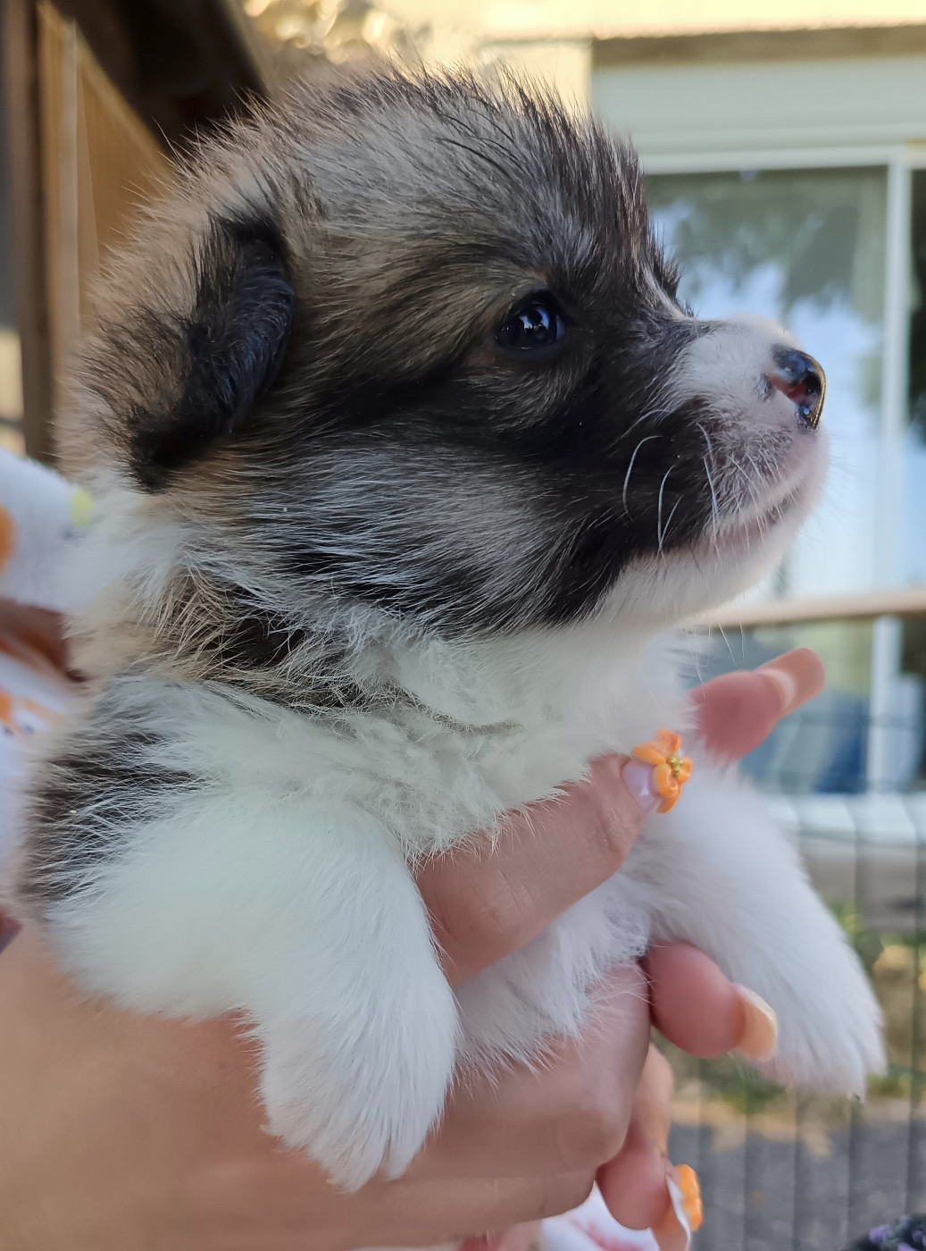 Des Boroillots - Chiots disponibles - Welsh Corgi Pembroke