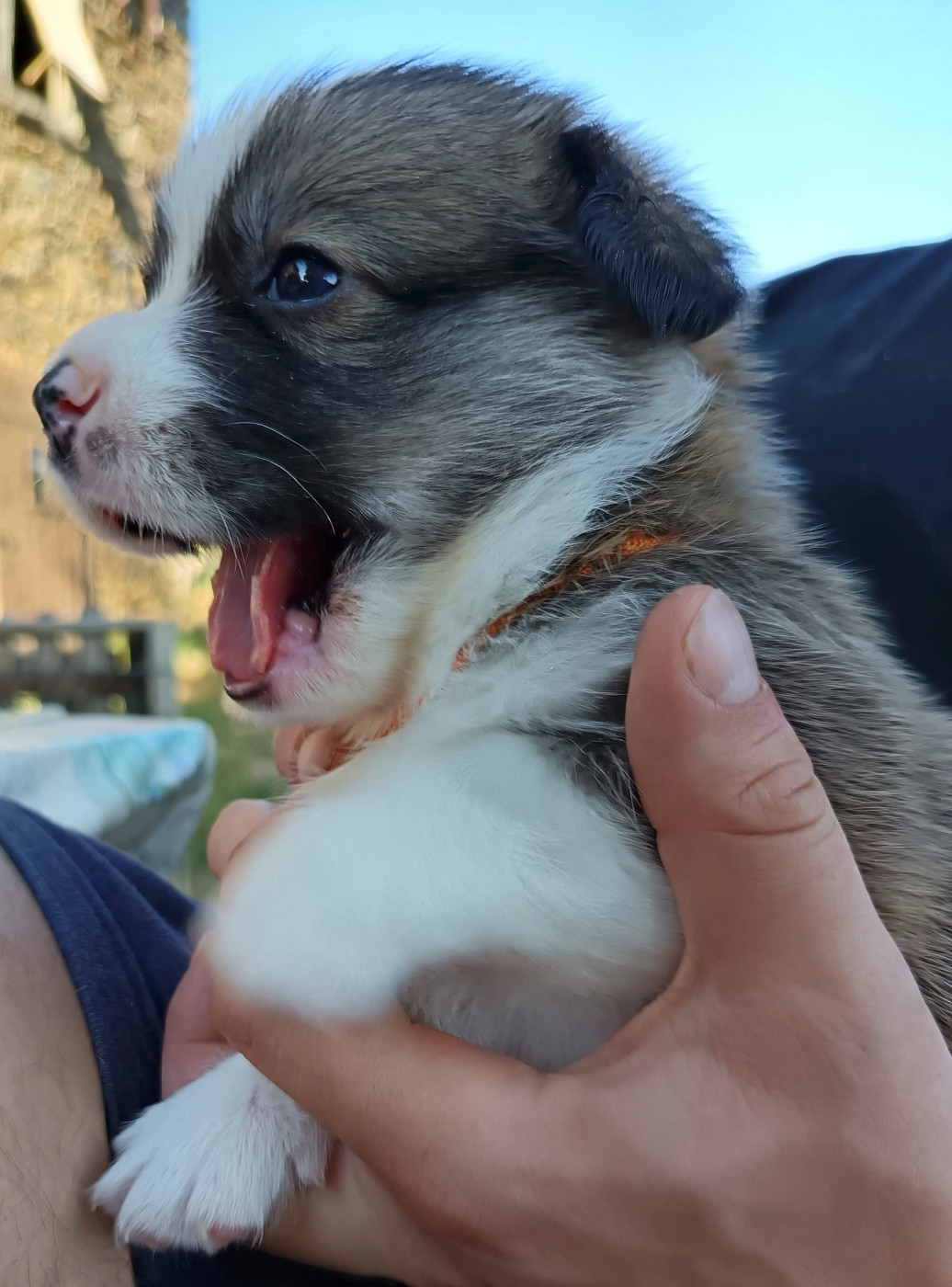 Des Boroillots - Chiots disponibles - Welsh Corgi Pembroke