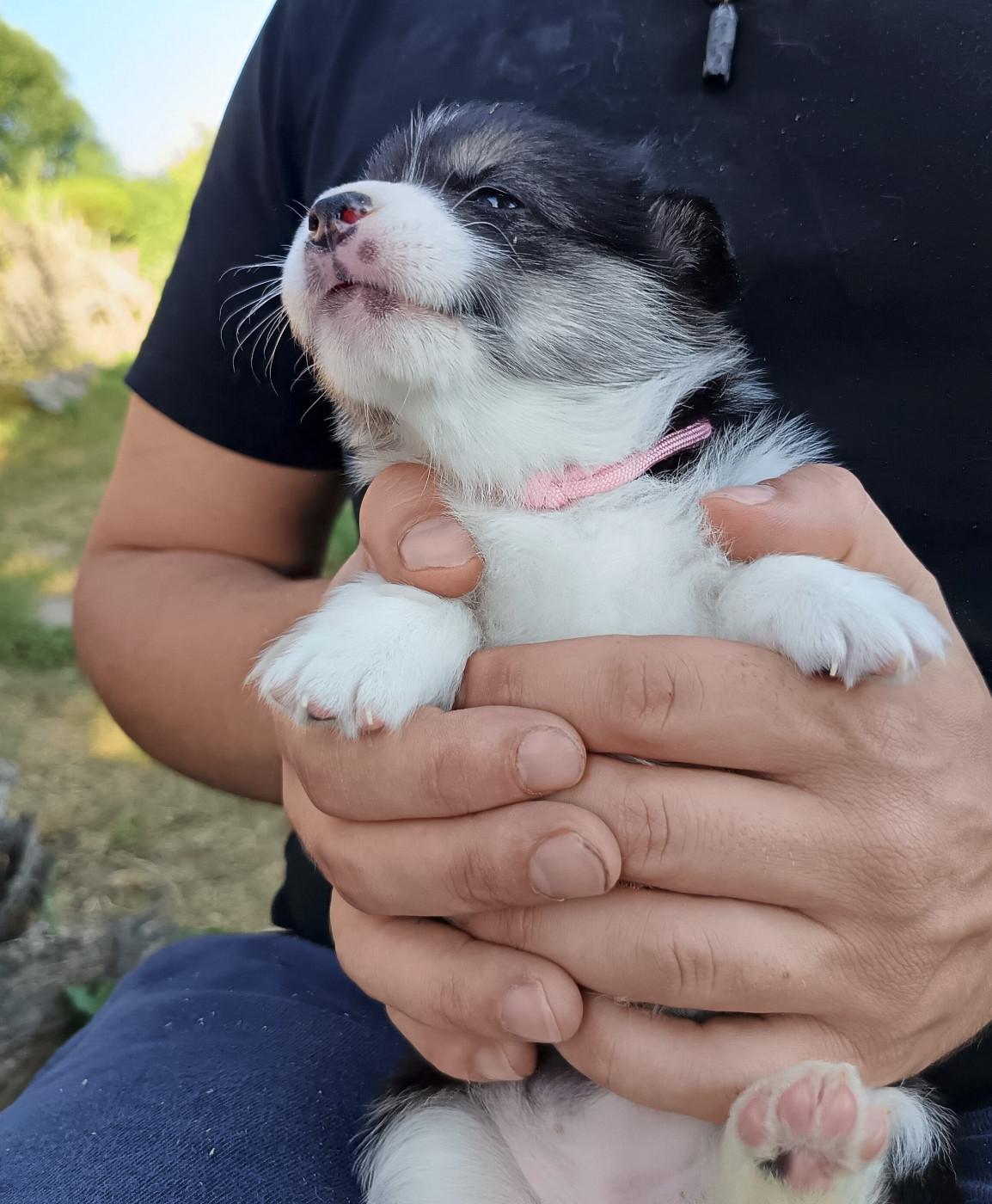 Des Boroillots - Chiots disponibles - Welsh Corgi Pembroke
