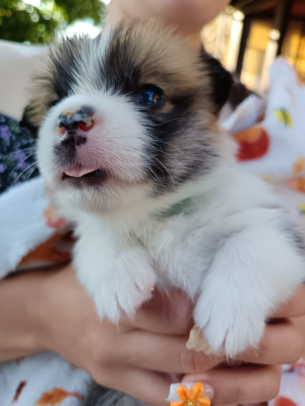 Des Boroillots - Chiots disponibles - Welsh Corgi Pembroke