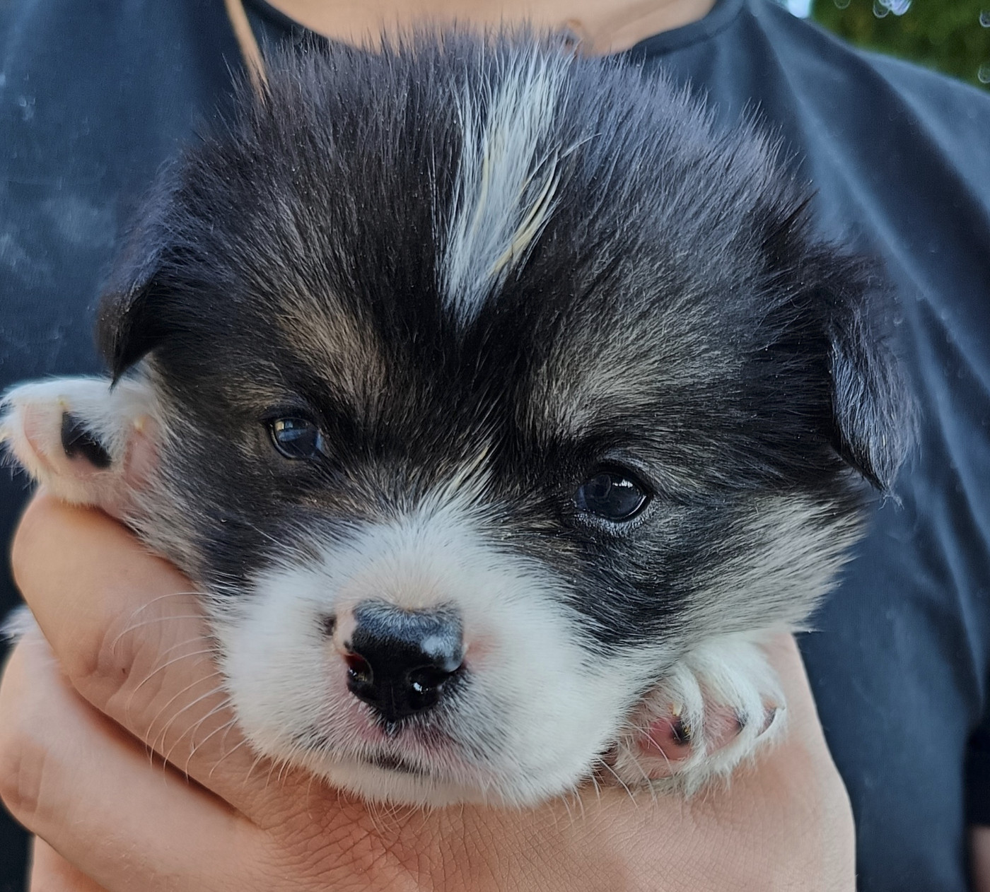 Des Boroillots - Chiots disponibles - Welsh Corgi Pembroke