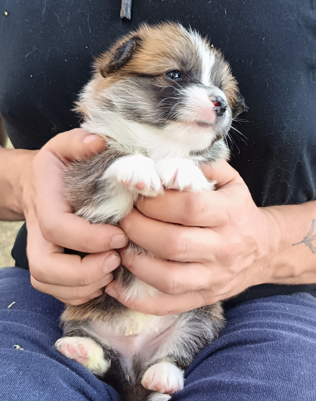 Des Boroillots - Chiots disponibles - Welsh Corgi Pembroke
