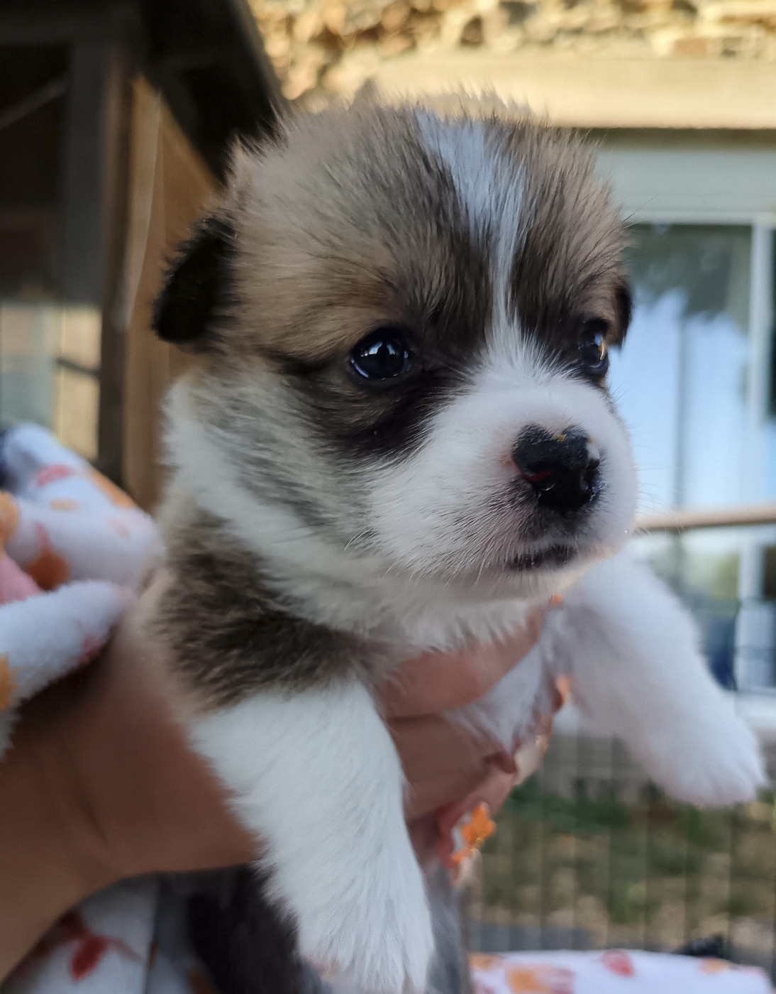 Des Boroillots - Chiots disponibles - Welsh Corgi Pembroke