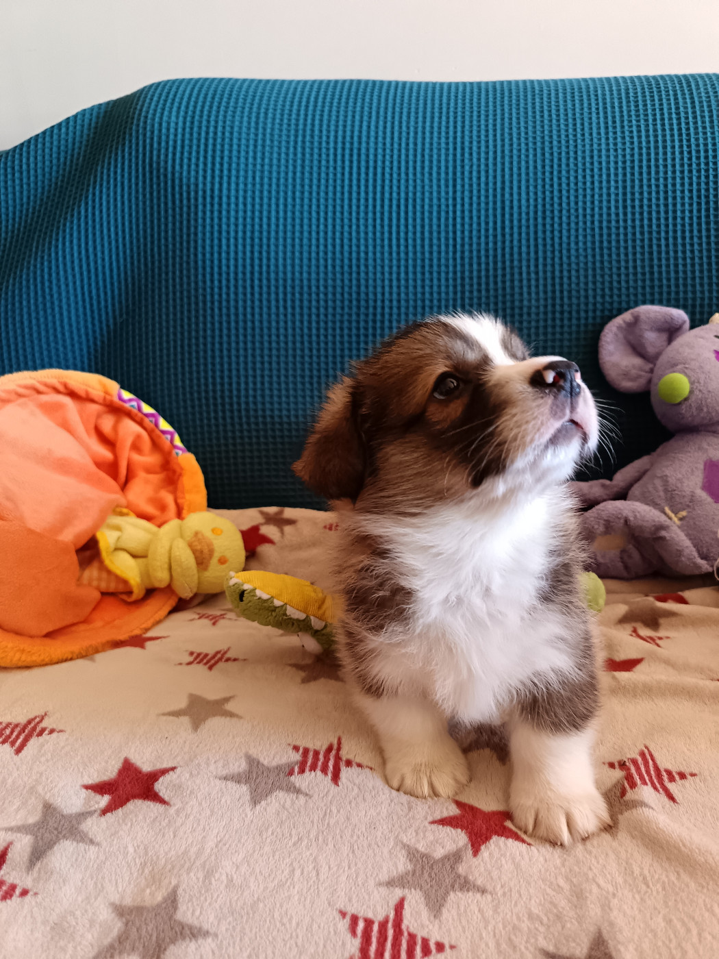 Des Boroillots - Chiots disponibles - Welsh Corgi Pembroke