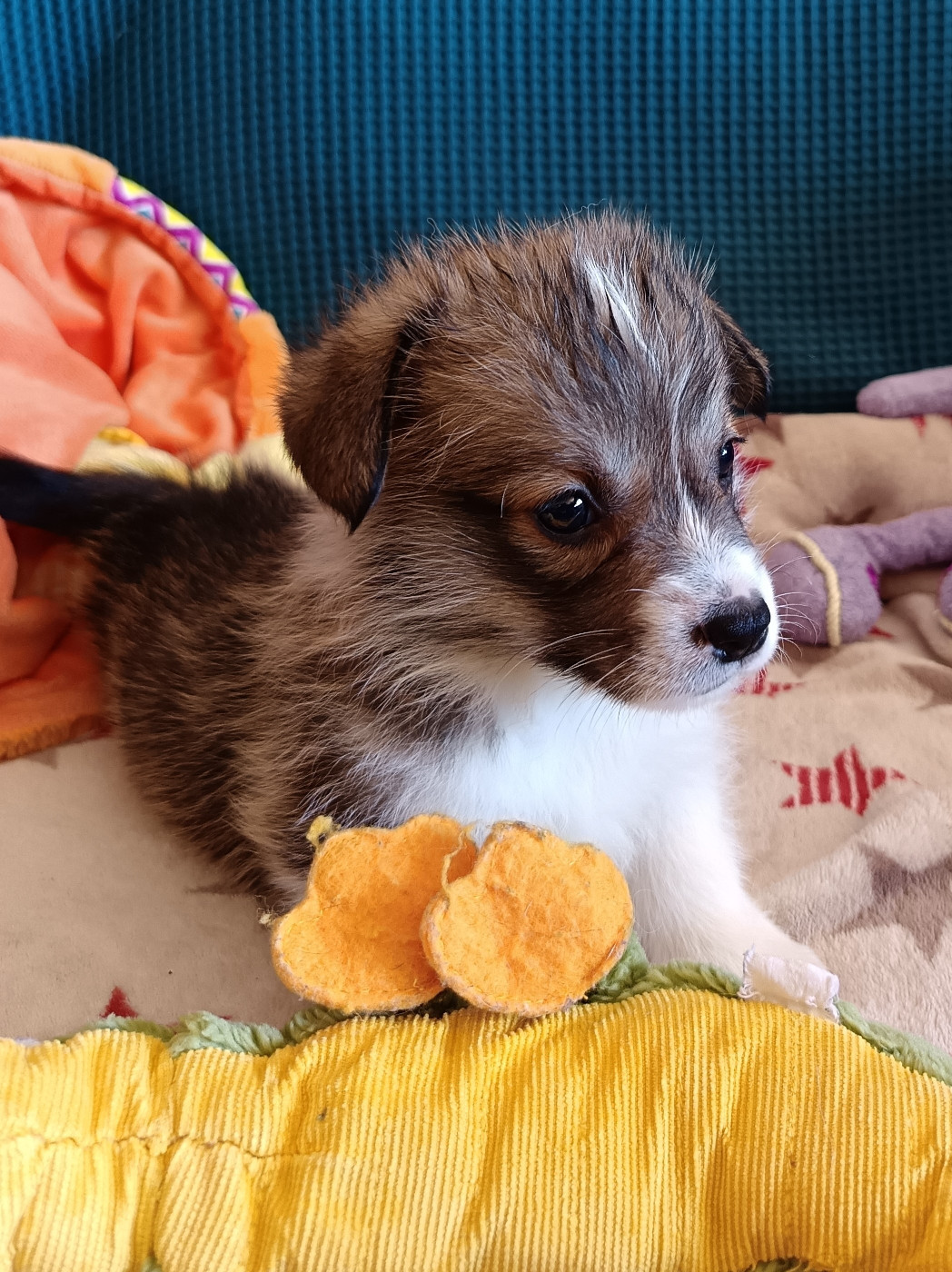 Des Boroillots - Chiots disponibles - Welsh Corgi Pembroke