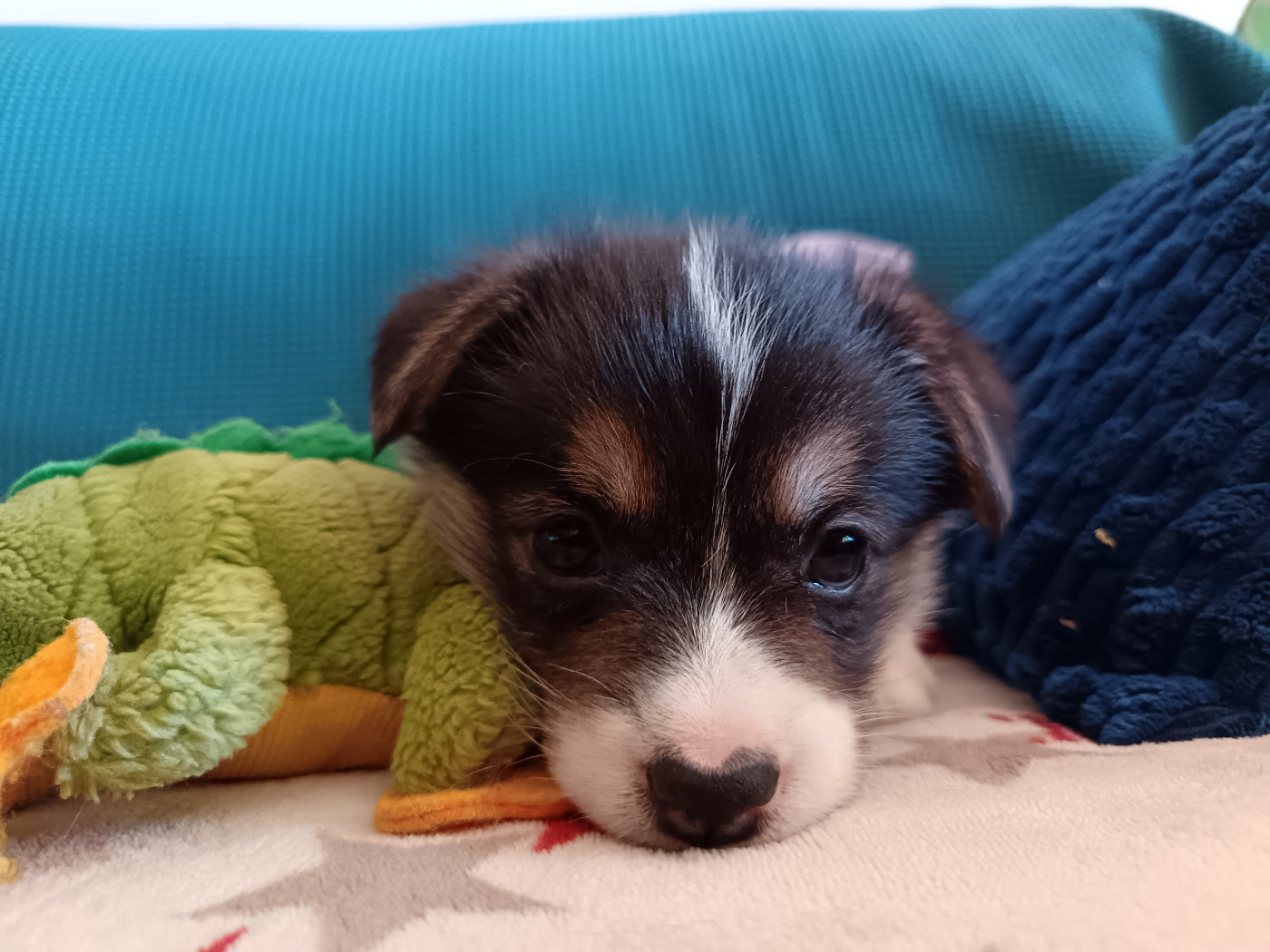 Des Boroillots - Chiots disponibles - Welsh Corgi Pembroke