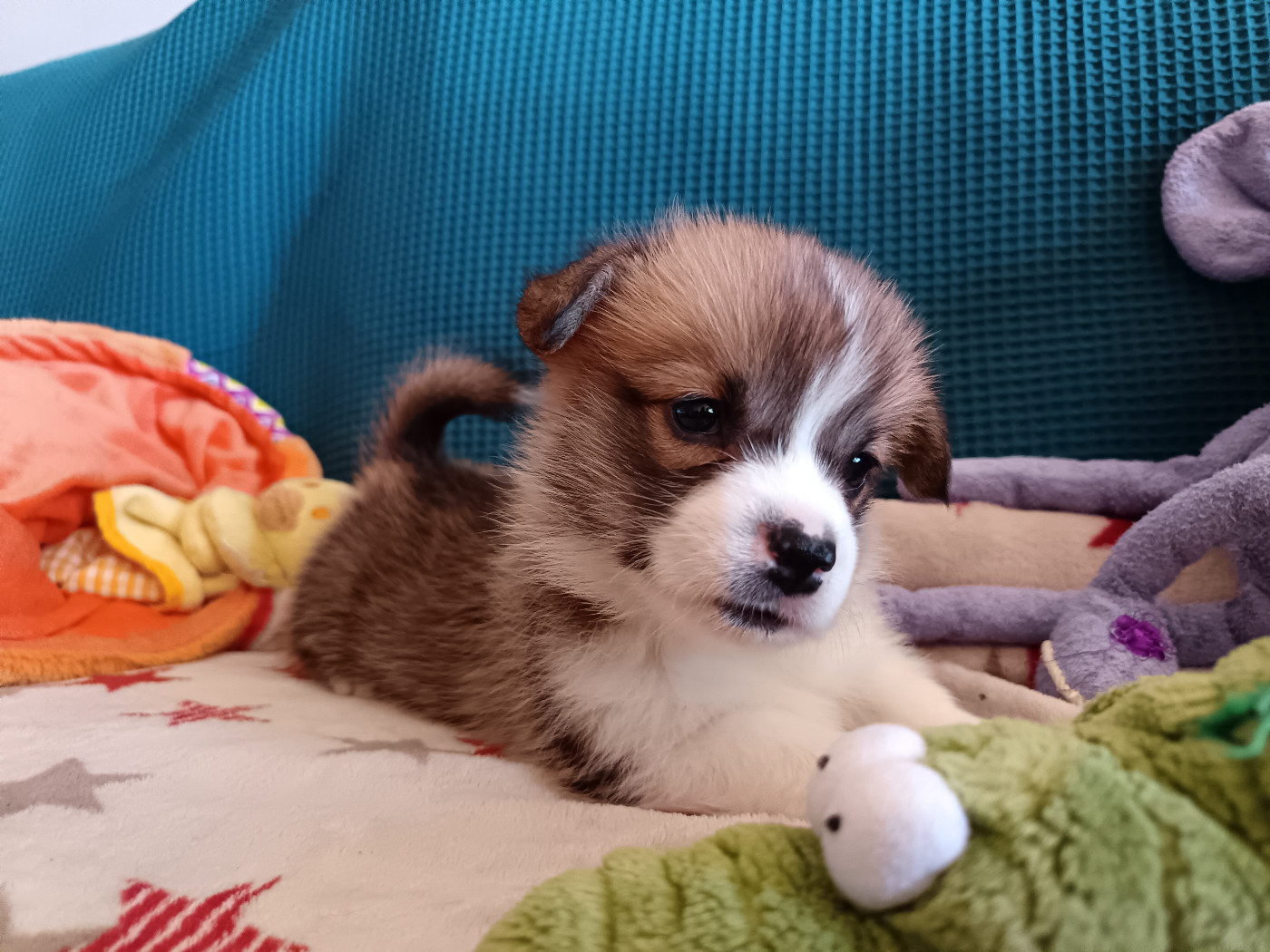 Des Boroillots - Chiots disponibles - Welsh Corgi Pembroke