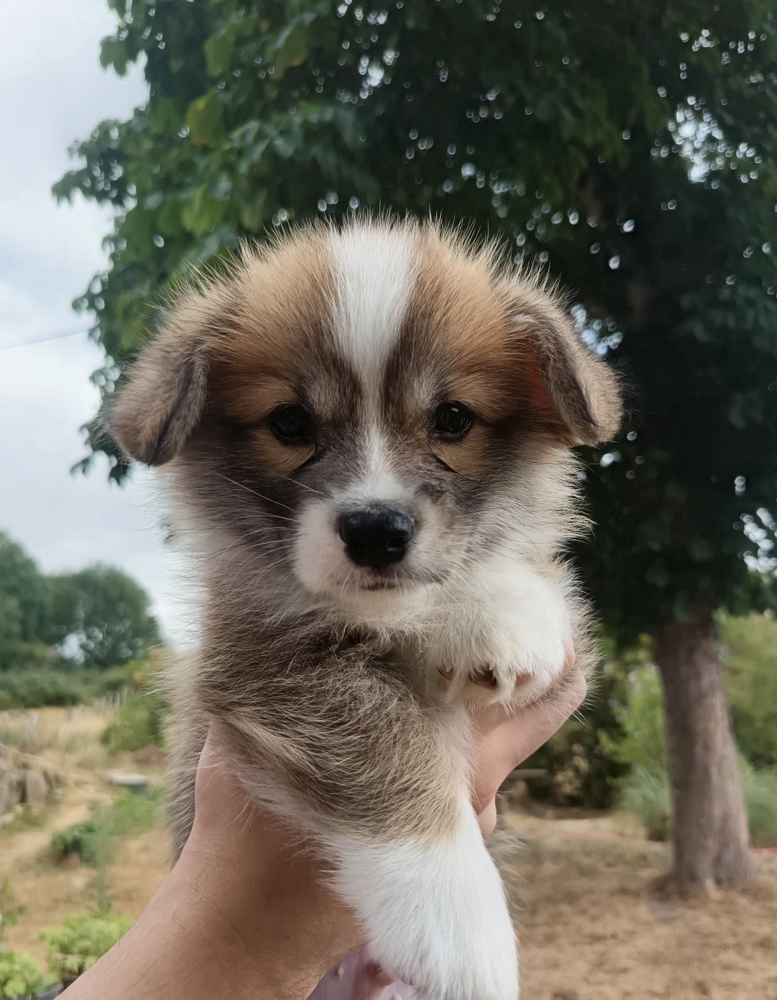 Des Boroillots - Chiots disponibles - Welsh Corgi Pembroke