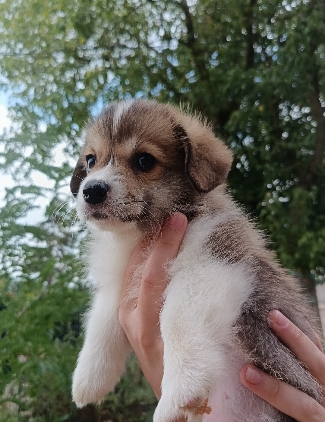 Des Boroillots - Chiots disponibles - Welsh Corgi Pembroke