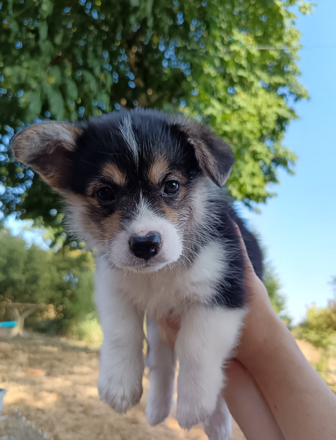Des Boroillots - Chiots disponibles - Welsh Corgi Pembroke