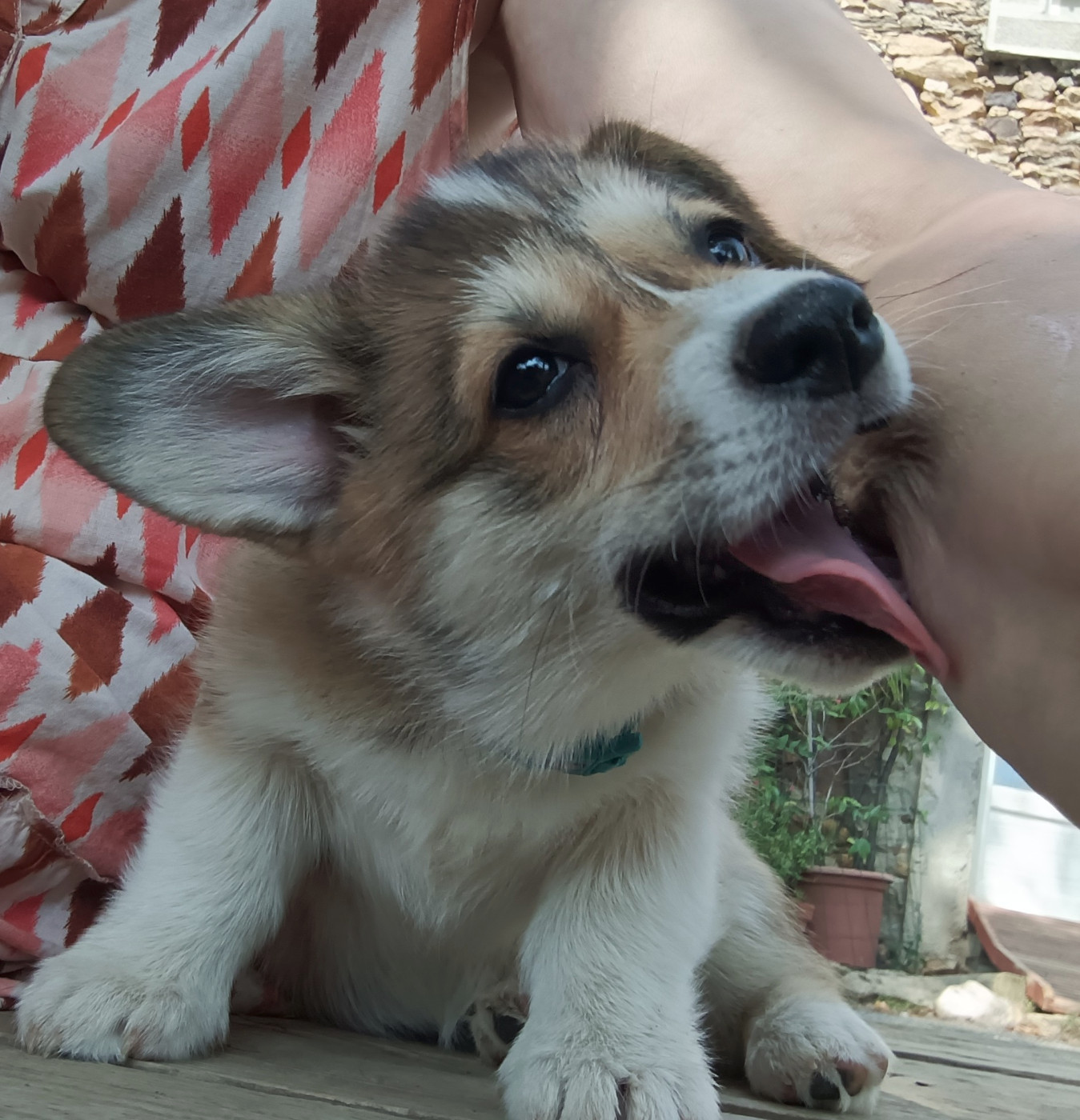 Des Boroillots - Chiots disponibles - Welsh Corgi Pembroke