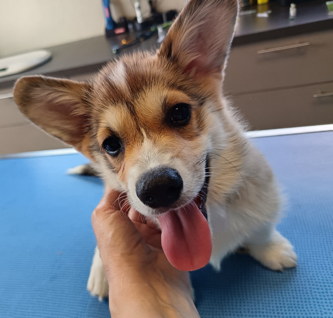Des Boroillots - Chiots disponibles - Welsh Corgi Pembroke