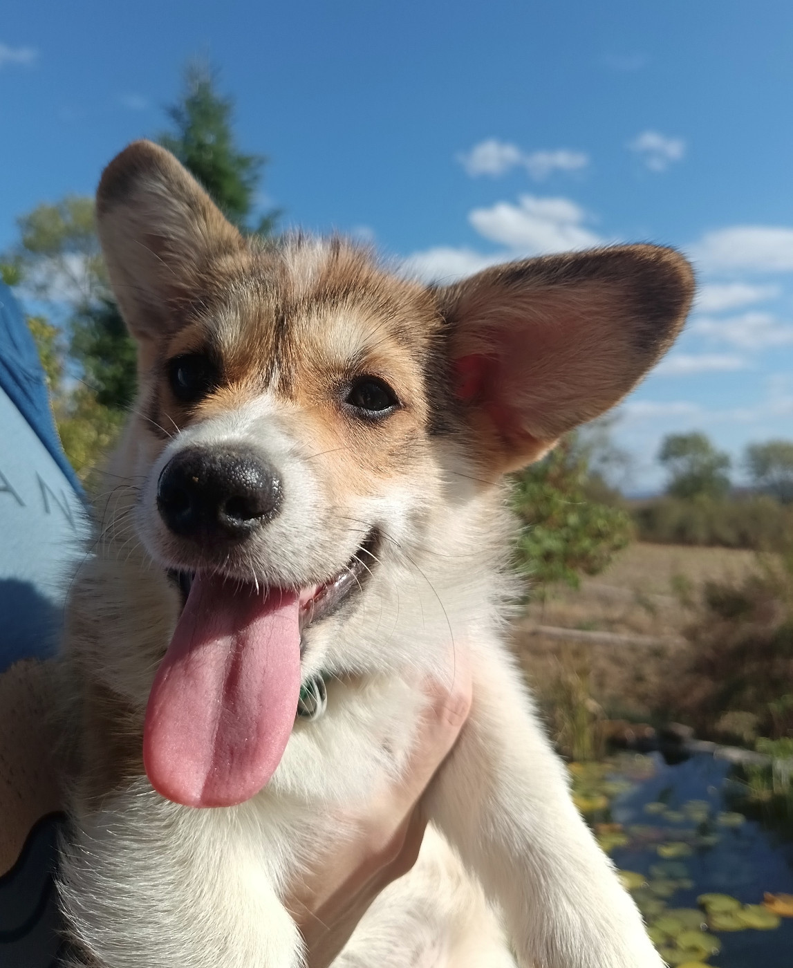 Des Boroillots - Chiots disponibles - Welsh Corgi Pembroke