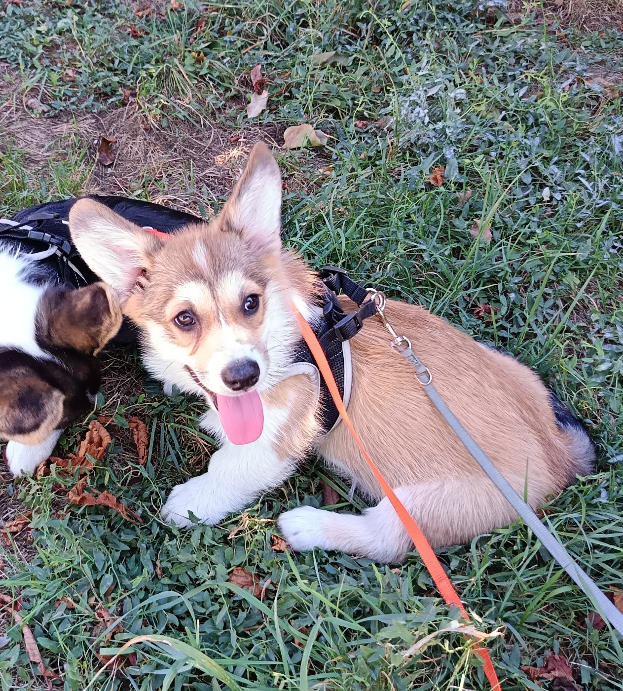 Des Boroillots - Chiots disponibles - Welsh Corgi Pembroke