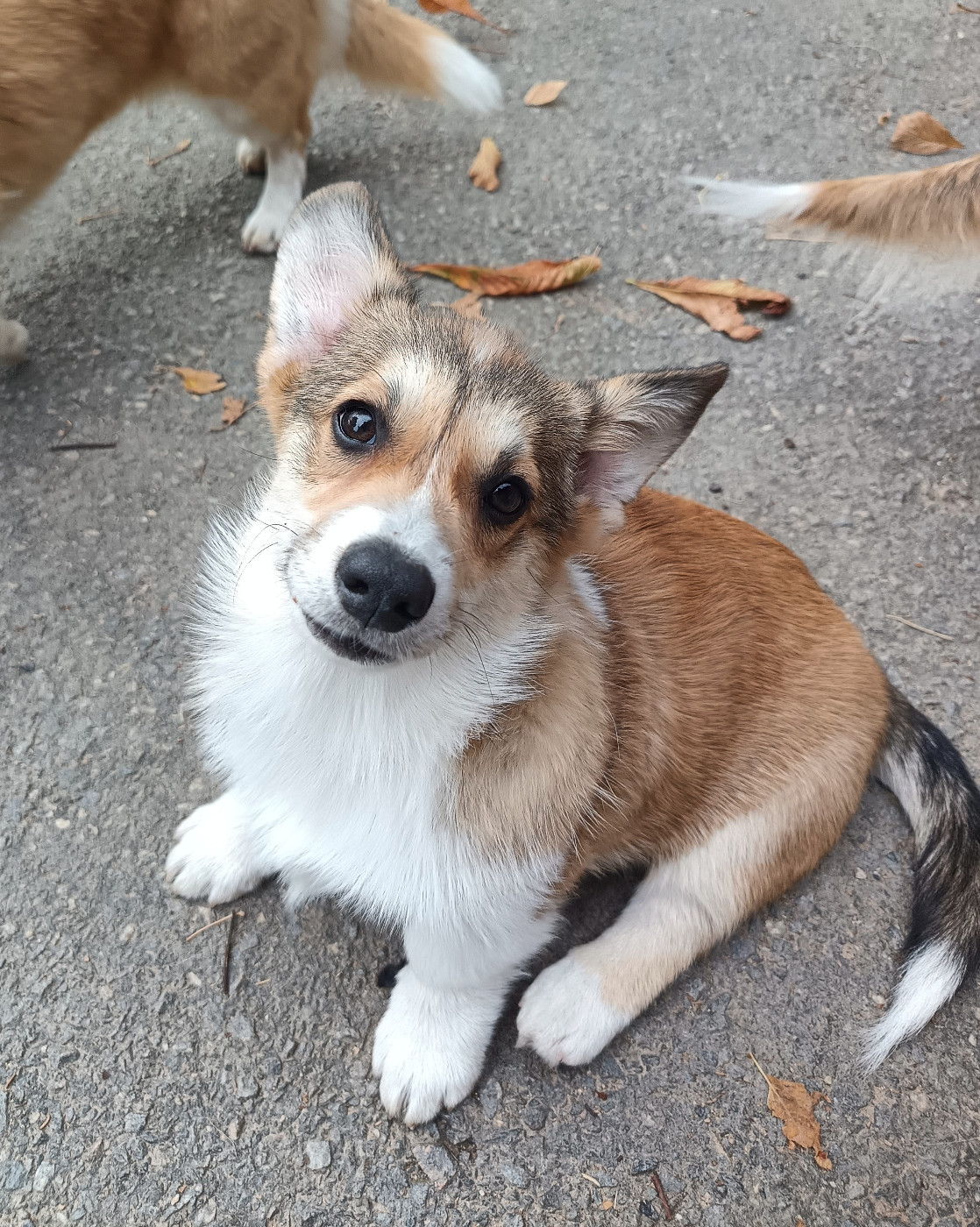 Des Boroillots - Chiots disponibles - Welsh Corgi Pembroke
