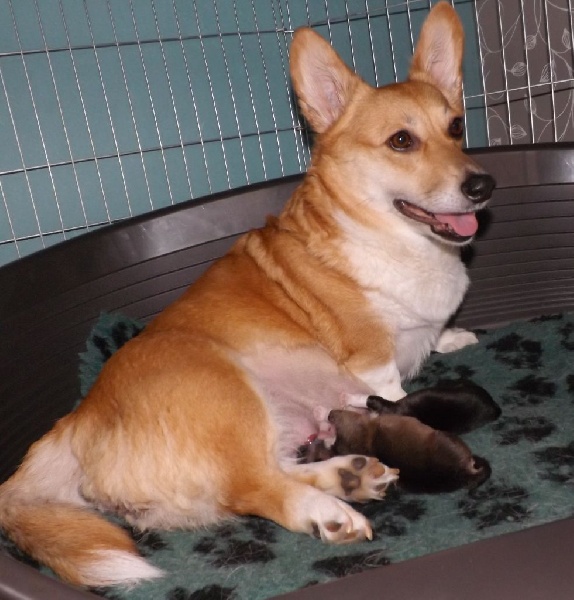 Des Boroillots - Welsh Corgi Pembroke - Portée née le 17/12/2015