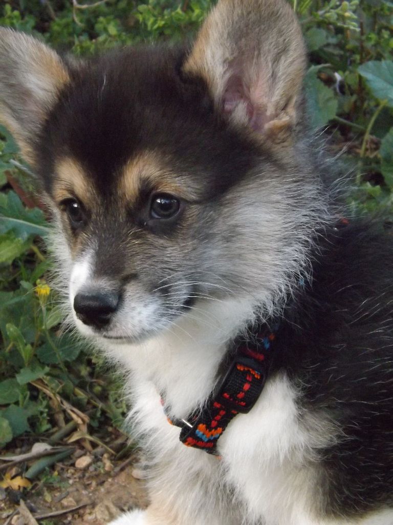 Des Boroillots - Welsh Corgi Pembroke - Portée née le 20/12/2016