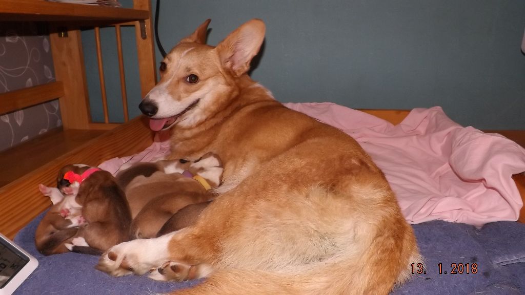 Des Boroillots - Welsh Corgi Pembroke - Portée née le 13/01/2018