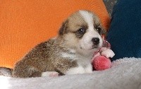 CHIOT