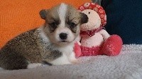 CHIOT