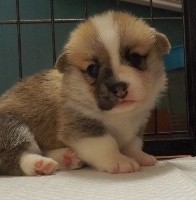 CHIOT