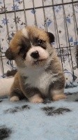 CHIOT