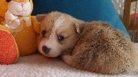 CHIOT