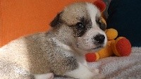CHIOT
