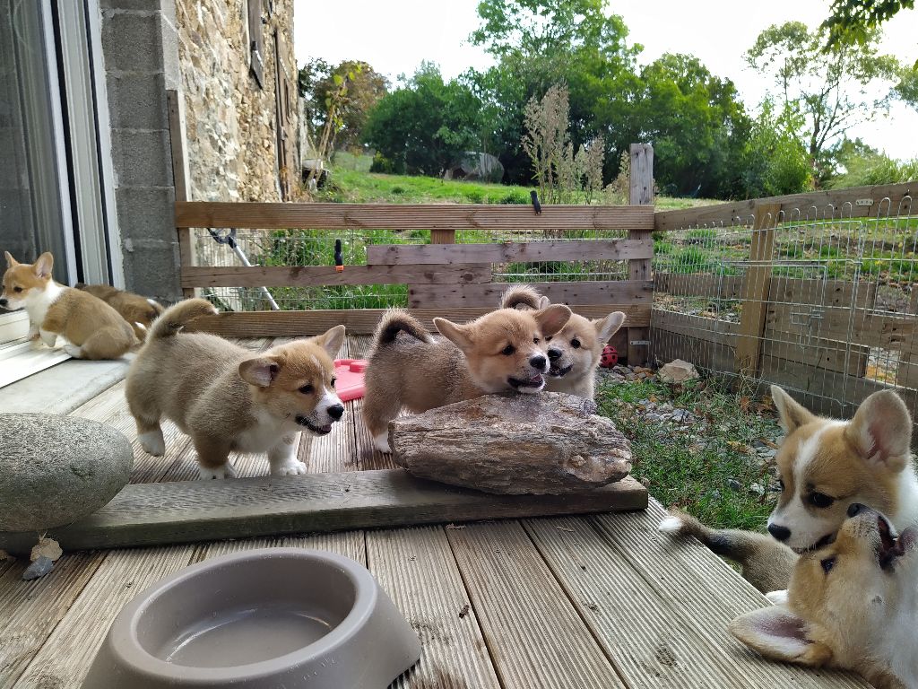 Des Boroillots - Welsh Corgi Pembroke - Portée née le 10/08/2022